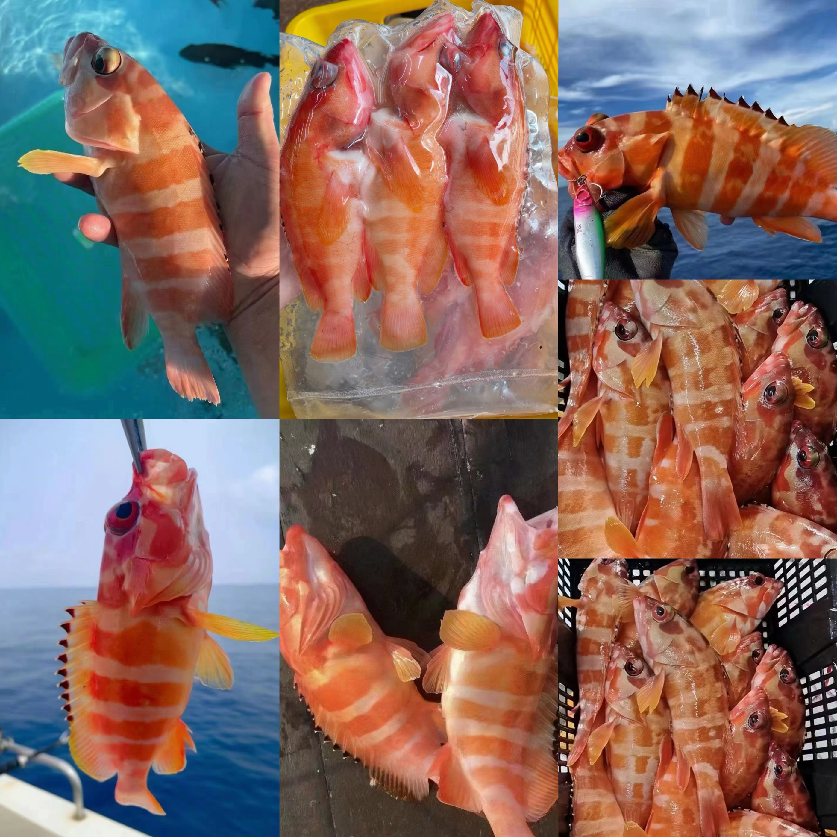 西沙群岛手钓玫瑰斑,空运包邮到家