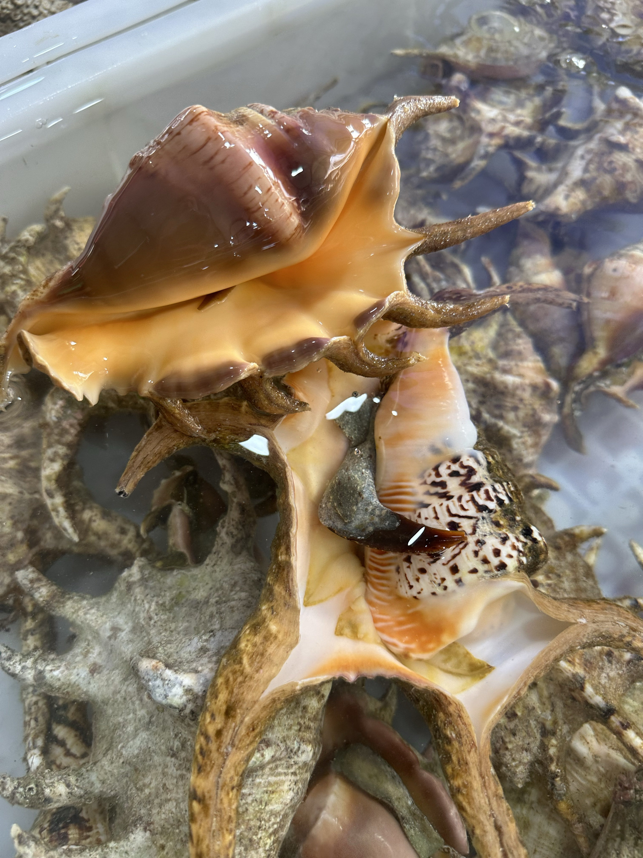 南海海螺～笔架螺,空运包邮到家,到手2斤装,辣椒爆炒或炖汤