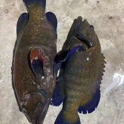 西沙海鱼蓝星斑鱼肉嫩无小刺