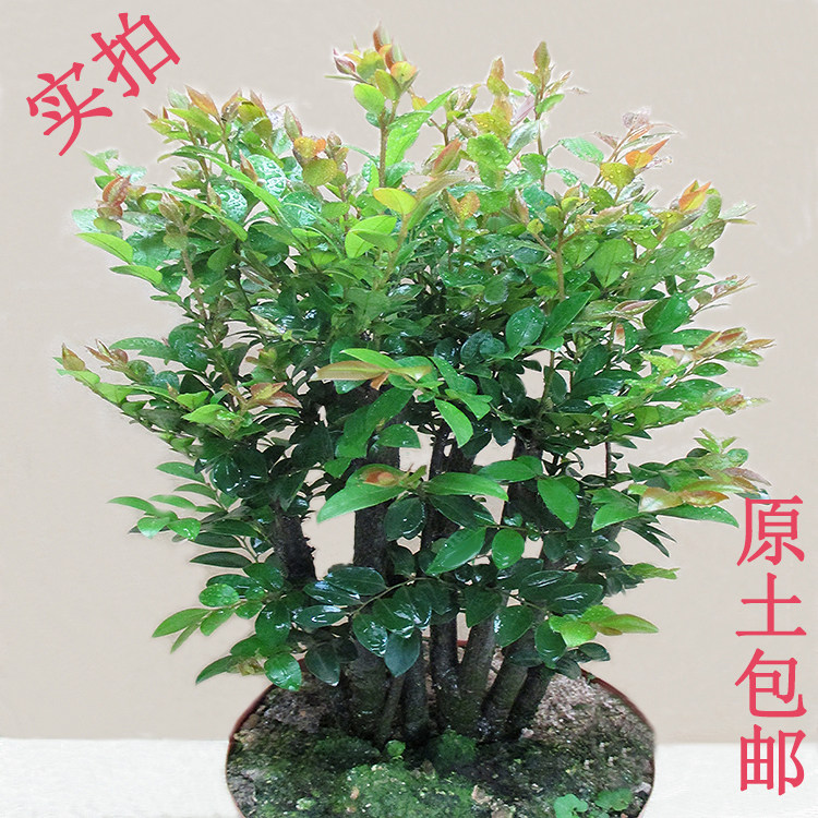 小葉紫檀盆景樹樁多樁黑骨茶黑檀木室內桌面綠植花卉盆栽紫檀樹苗在類目 鮮花速遞/花卉仿真/綠植園藝, 花卉/綠植盆栽（新）, 綠植中 - 來自Buy2taobao.com提供專業的淘寶代購服務