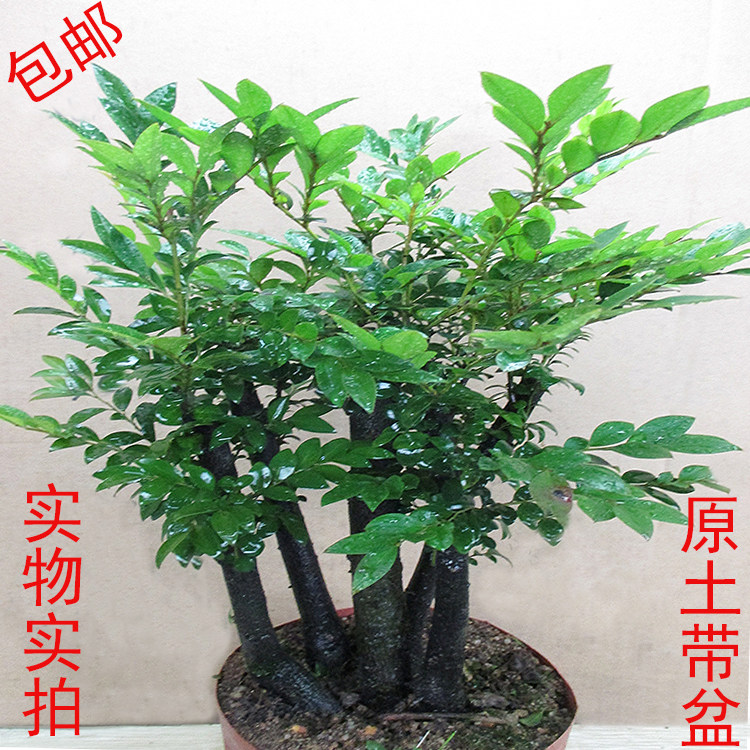 小叶紫檀树桩盆景植物花卉盆栽室内客厅桌面绿植四季常青防辐射