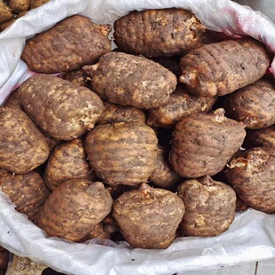 正宗云南昭通天麻产地直销特级天麻新鲜3斤【礼盒装】现挖带泥发