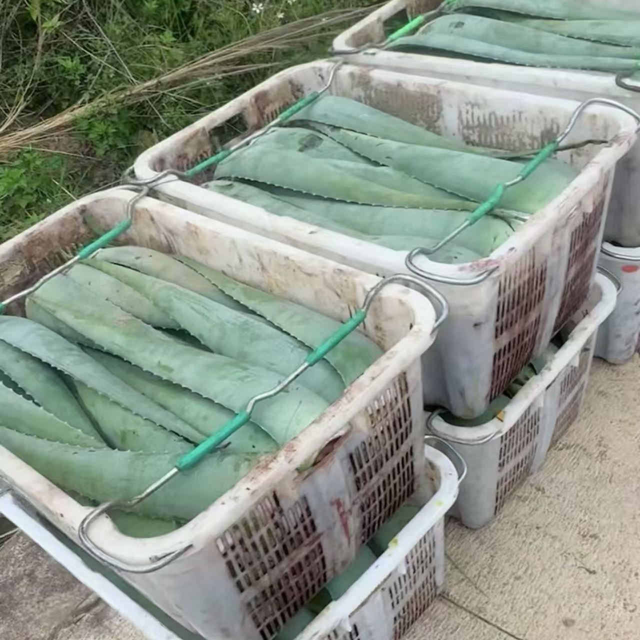 云南高山特价精品包邮原土发货库拉索芦荟鲜叶做菜芦荟鸡生吃芦荟