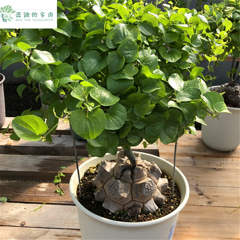 精品收藏南非龟甲多肉植物