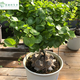 大号精品收藏 南非龟甲龙一物一拍块根多肉植物带盆栽好送专用肥