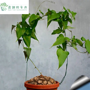 进口墨西哥龟甲龙快跟夏型种带盆发货一物一拍