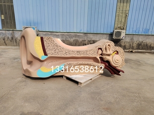 建筑艺术玻璃纤维耳朵雕塑医院装 饰现代简约大型耳朵造型雕像落地