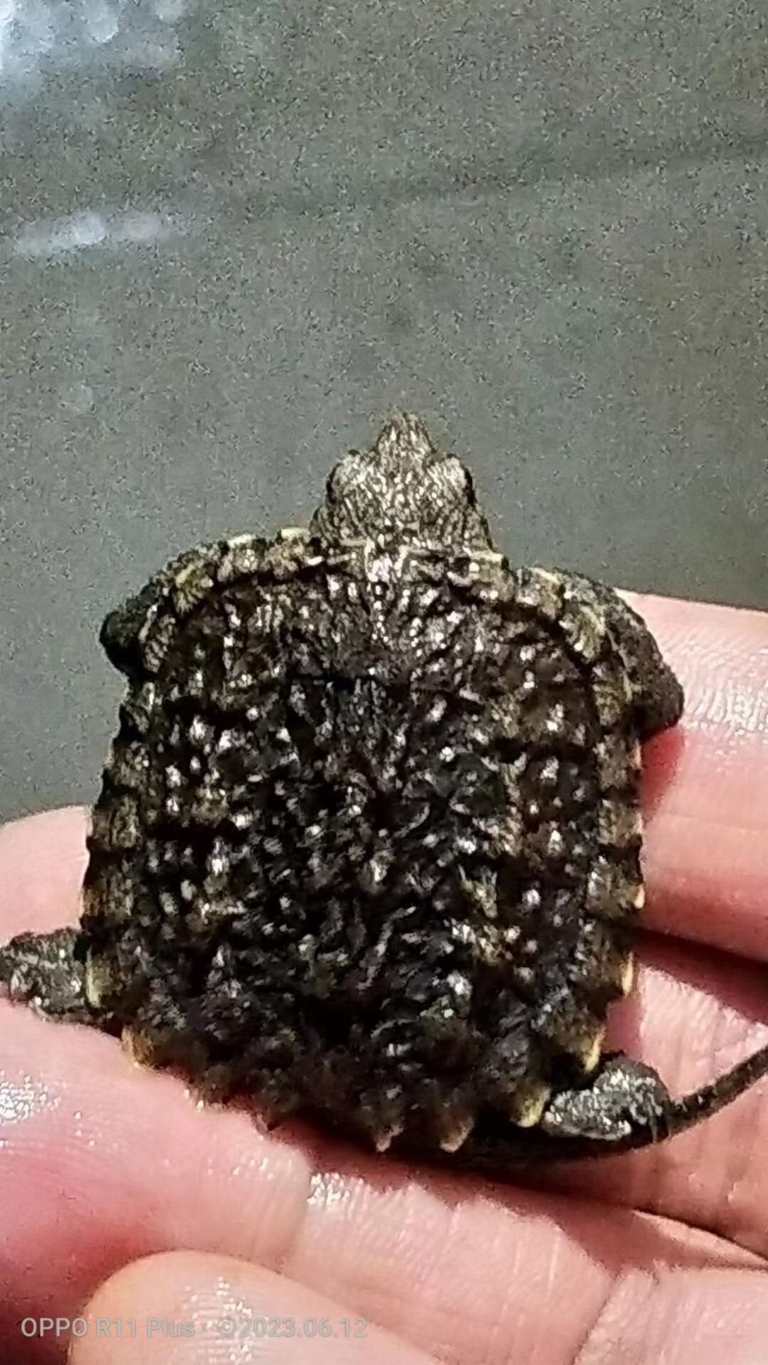 佛鳄北美杂佛小鳄龟苗活物小乌龟宠物食用鳄鱼龟幼苗