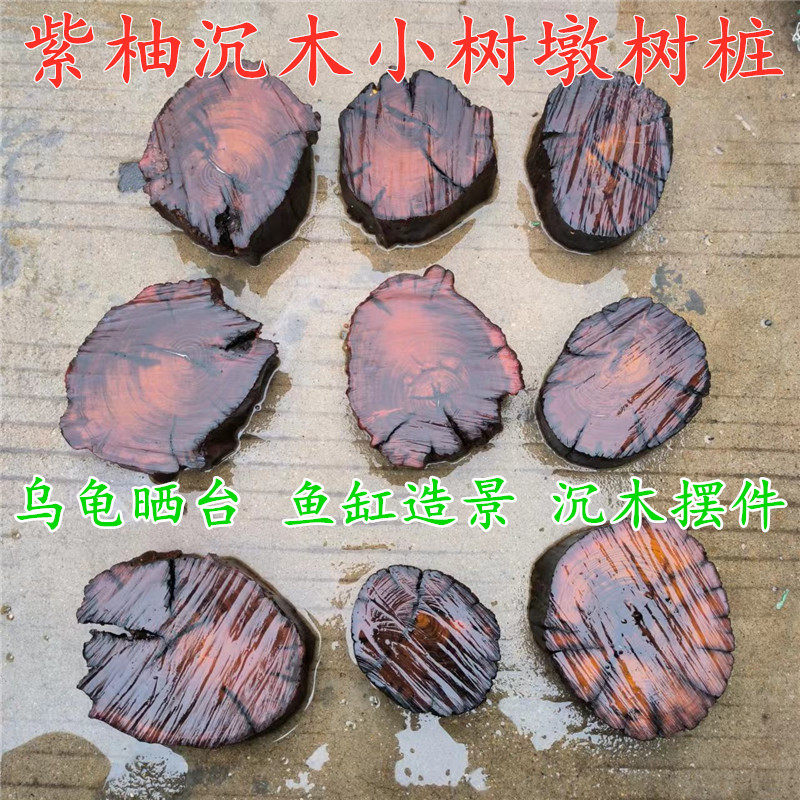 小树桩乌龟微观摄影沉木
