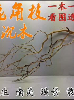 鹿角枝沉木杜鹃根鱼缸造景素材干树原生南美埃及神仙黄梨插花莫斯