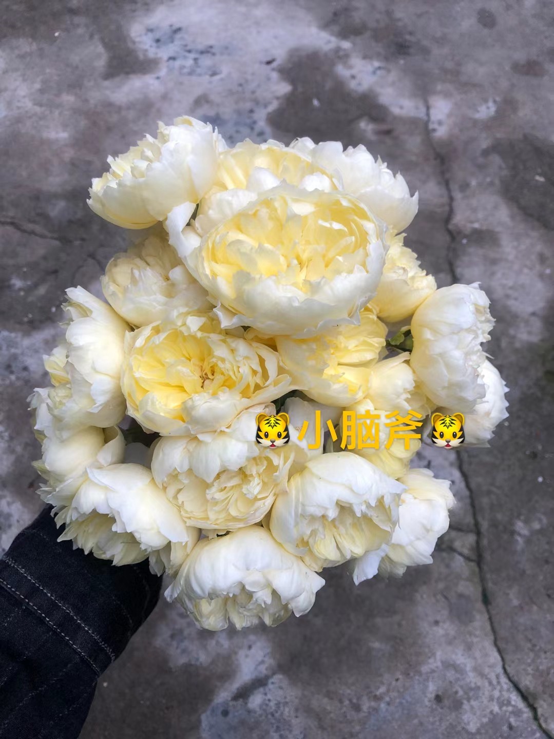 【城南月季】朦胧月色   月季 玫瑰  稀少 灌木