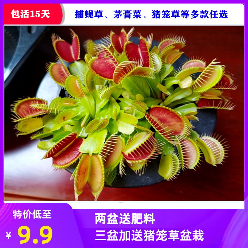 捕蝇草趣味食虫植物盆栽猪笼草茅膏菜瓶子草食人花多肉食虫草超大