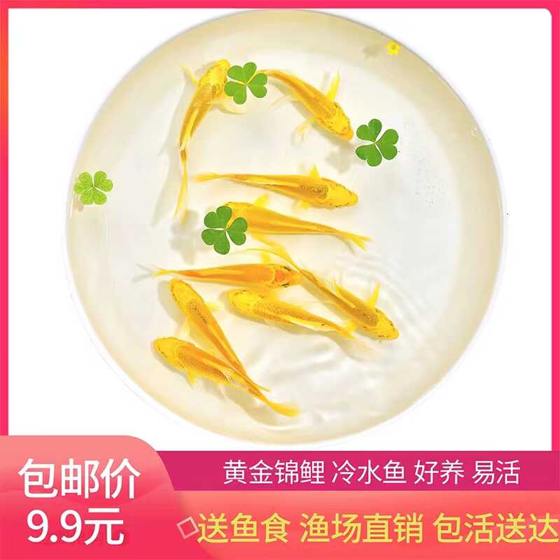 黄金锦鲤鱼活龙凤鲤蝴蝶鲤红草金鱼活鱼冷水观赏鱼苗淡水鱼热带鱼