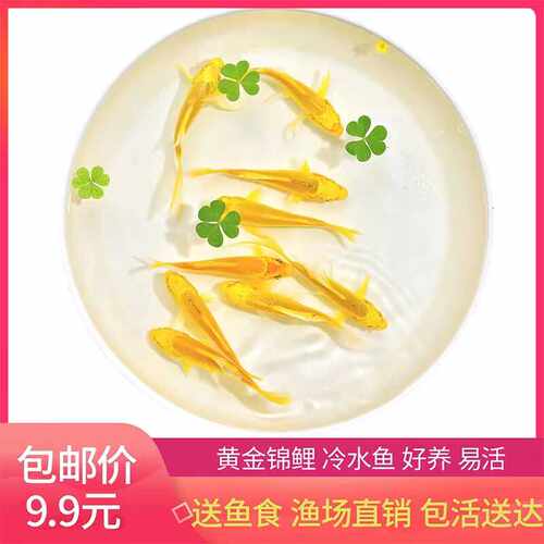 黄色锦鲤淡水黄金锦鲤招财