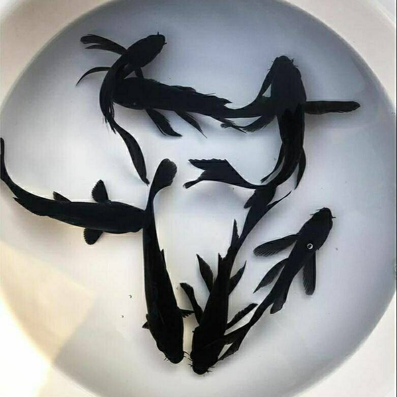 黑草金精品观赏鱼黑金乌黑冷水淡水活鱼耐活好养鱼苗锦鲤