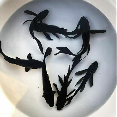 黑草金精品观赏鱼黑金乌黑冷水淡水活鱼耐活好养鱼苗锦鲤