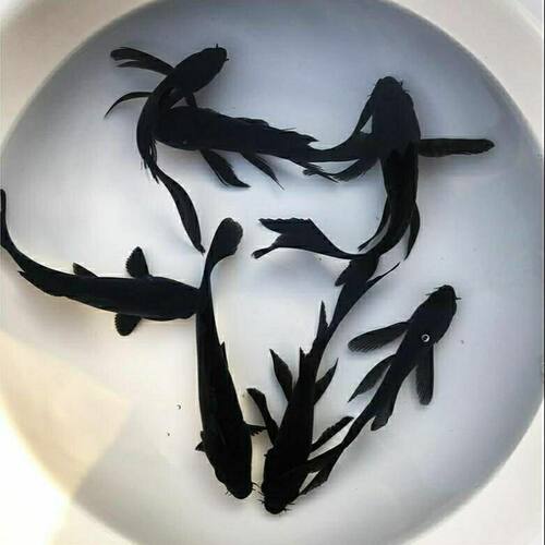 黑草金精品观赏鱼黑金乌黑冷水淡水活鱼耐活好养鱼苗锦鲤