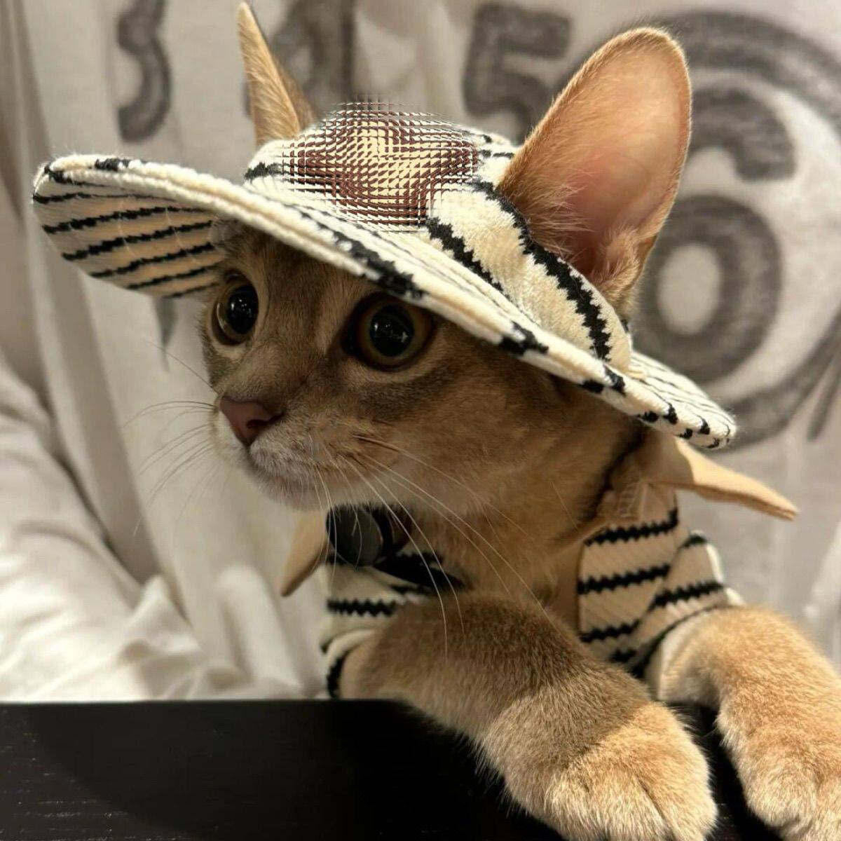 春秋宠物衣服小清新POLO衫渔夫帽套装斯芬克斯无毛猫德文衣服洋气