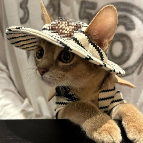 春秋宠物衣服小清新POLO衫渔夫帽套装斯芬克斯无毛猫德文衣服洋气