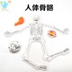科技小制作 幼儿童益智玩具 自制人体骨骼模型拼装 科学实验器材