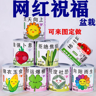 儿童罐头小盆栽种植绿植盲盒幼儿园小学生植物生长观察发芽种子盒