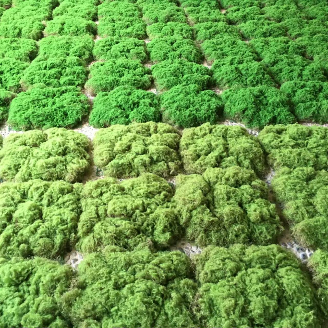 假苔藓微景观易撕耐造田园苔藓