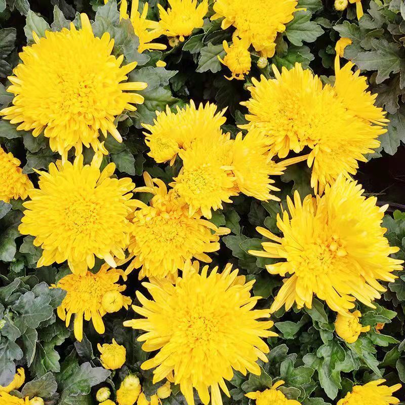 四季开花球菊盆栽带花苞千头菊大苗室内庭院花卉菊花花量大易爆盆