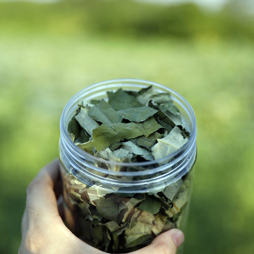 暖穗干荷叶茶天然清新健康养生茶
