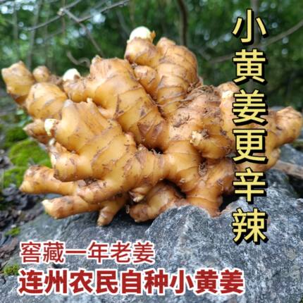 广东连州农家种植小黄姜 新鲜生姜老姜够辛够辣姜撞奶包邮到家