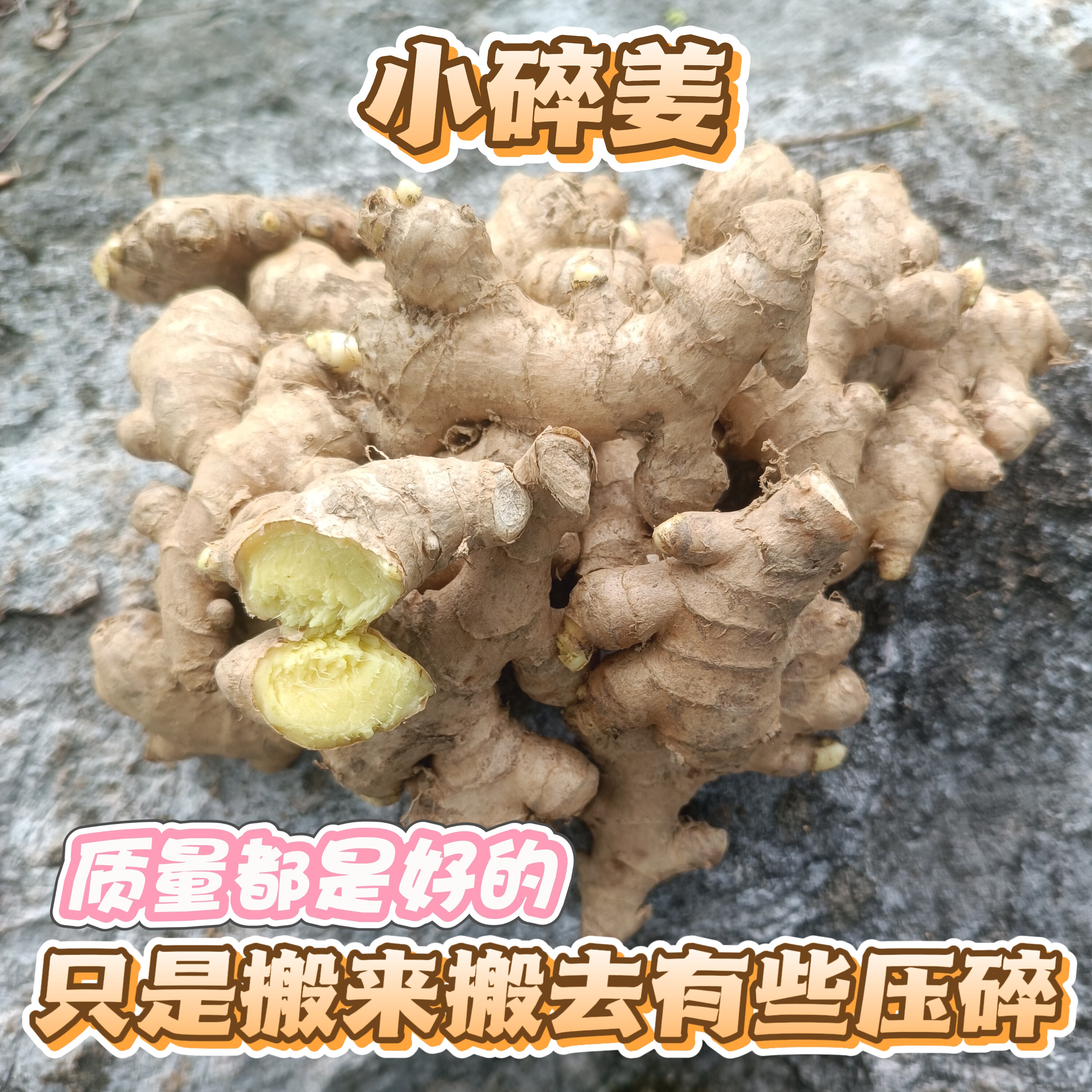 广东连州农家小黄姜 碎姜新鲜生姜老姜够辛够辣姜撞奶包邮到家