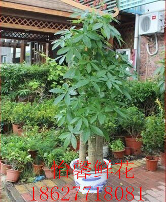 武汉大型防辐射绿植盆栽发财树摇大型绿植/成品组合盆