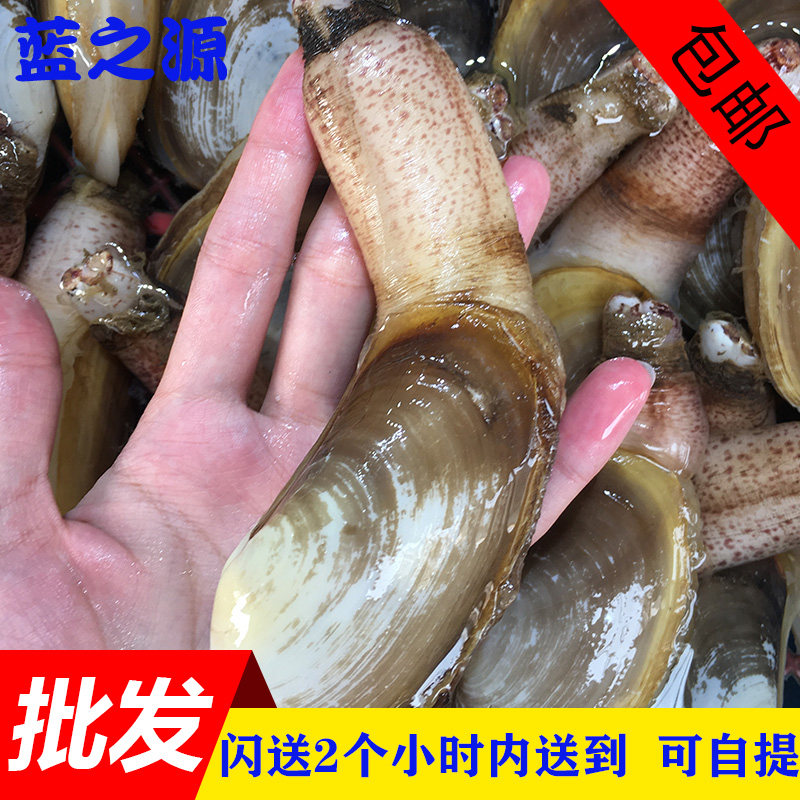 新鲜大连蚌仔鲜活象拔蚌贵妃蚌兰花蚌仔干蚌海鲜刺身鲜活水产500g