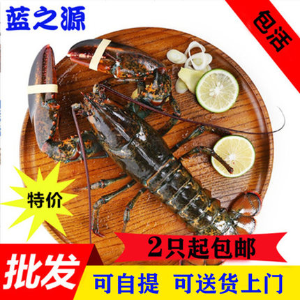 波士顿龙虾鲜活加拿大新鲜波龙澳洲龙虾特价海鲜水产450-550g一只