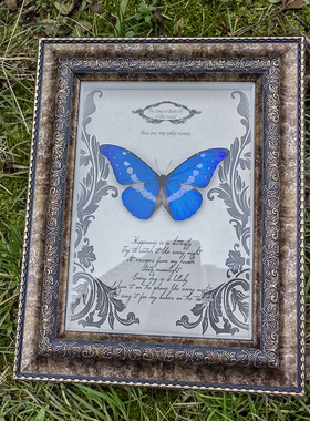 光明女神闪蝶海伦娜闪蝶Morpho helena原蝶闪蝶标本