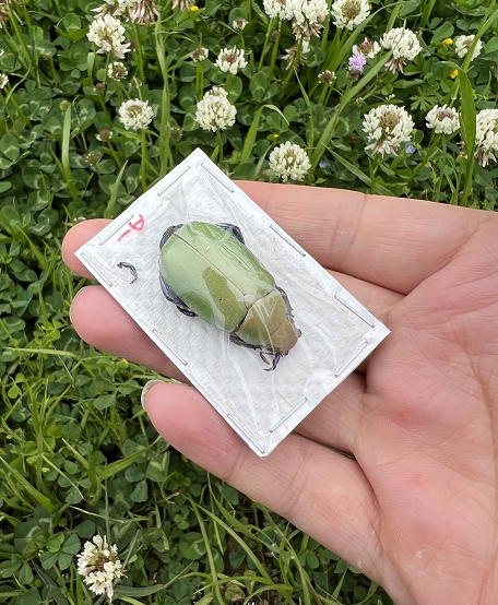 红头宝石金龟plusiotis erubescens 金龟标本真昆虫标本昆虫标本