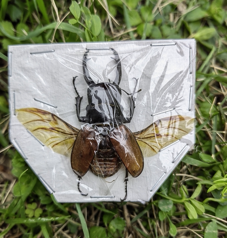 沙拉鬼艳锹甲odontolabis sarasinoru锹甲真昆虫标本蒸汽朋克