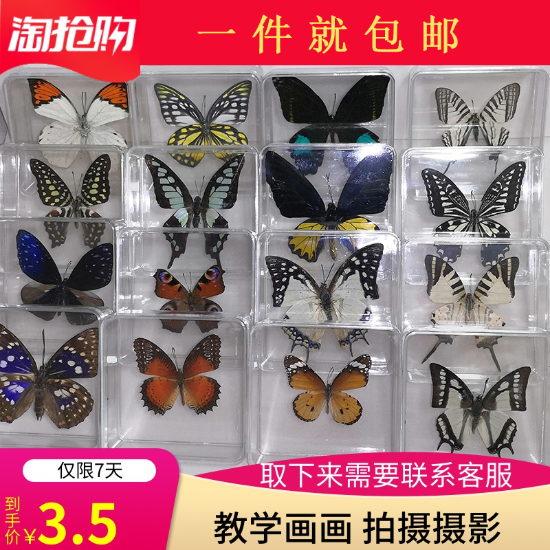 昆虫标本 图片 价格 多少钱 什么值得买 昆虫标本 图片 价格 多少钱 什么值得买