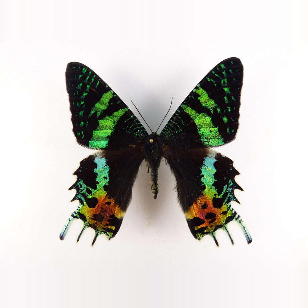 太阳蛾马达加斯加金燕蛾Urania ripheus干制原蝶标本原蛾未展翅