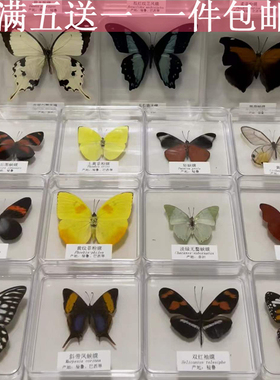 蝴蝶标本真蝴蝶标本昆虫标本生日礼品DIV创作学生教学透明盒子装