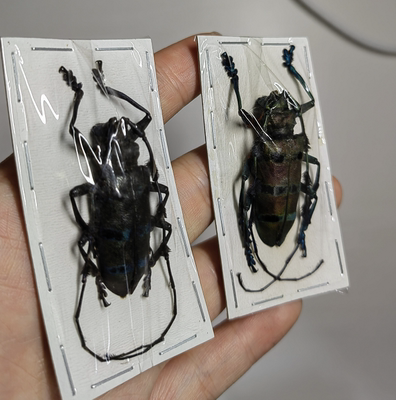 印尼木棉梳角天牛diastocera wallichi tricincta天牛标本真昆虫