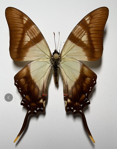 横阔凤蝶真蝴蝶标本未展翅