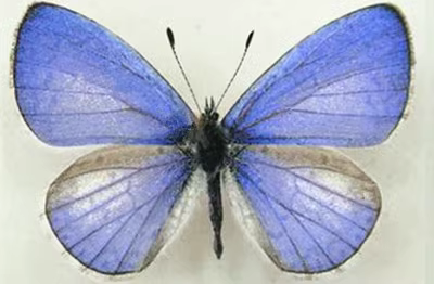 珍贵妩灰蝶蓝灰蝶未展翅原蝶真蝴蝶干制标本蓝色蝴蝶