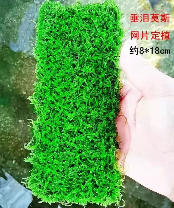 莫丝水草鱼缸植物活体慕斯片散装水草