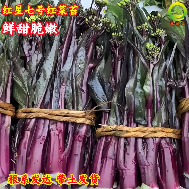 红星七号红菜苔苗带土正宗洪山十月红菜苔秧苗耐寒高产早熟蔬菜苗