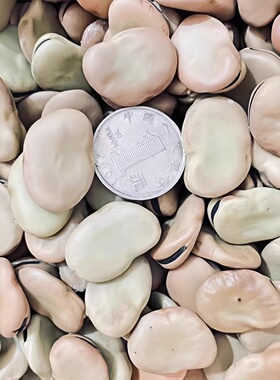 高产特大蚕豆种子日本大白皮蚕豆种北斗七星绿宝石蚕豆种子老品种