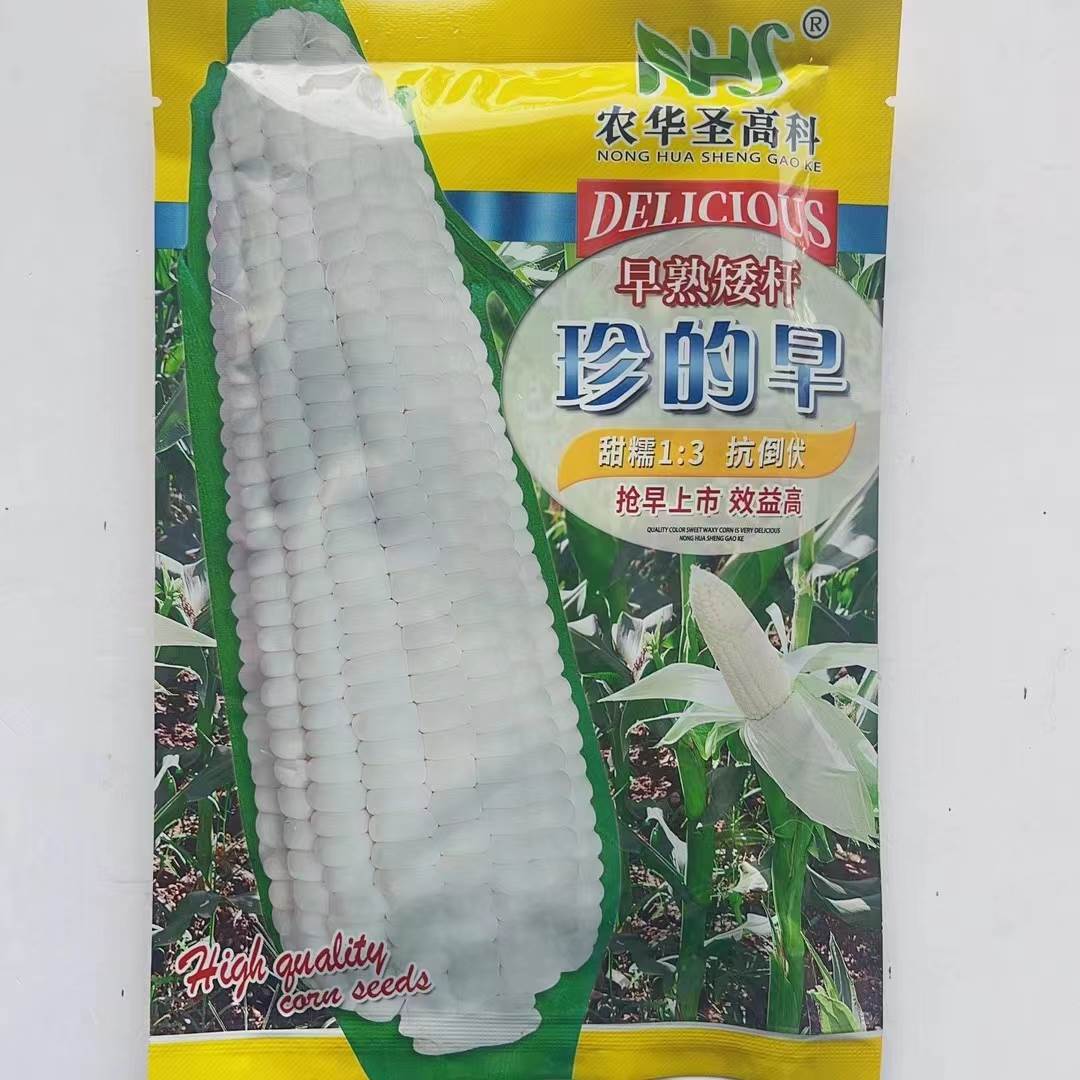 农华圣高科早熟甜糯矮杆抗倒伏珍的早高产春秋播甜加糯白玉米种子