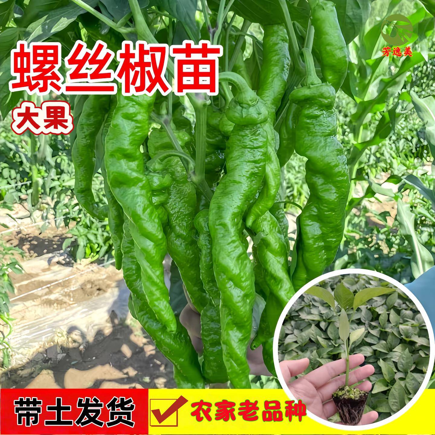 螺丝椒苗带土辣椒苗香辣种苗薄皮肉厚螺丝椒新鲜长线微辣蔬菜秧苗图片