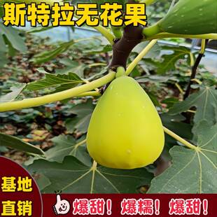 无花果树果苗特大果斯特拉无花果树老桩四季阳台盆栽北方当年结果