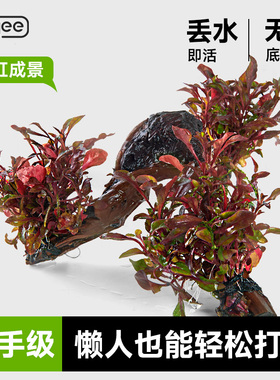 yee鱼缸活体水草籽阴性造景植物红波火山石沉木懒人水榕垂泪莫斯