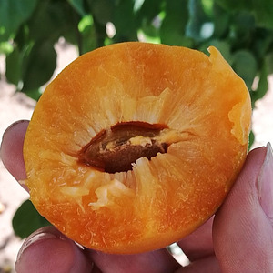 15.9元包邮 土寨 夏季金太阳大黄杏5斤